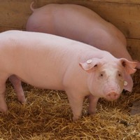 Swine health and nutritions