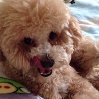 顾中伟