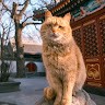 张续耀