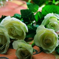 Heba Hafez