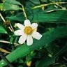 Thu Hằng Hoàng