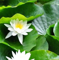 蒋世杰