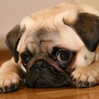 brucelewis55 lewis55