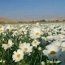 أبو مهند الباحوث