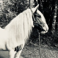A.L Equestrian Cic
