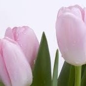 sowmi s