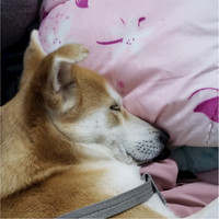 谢玉玲