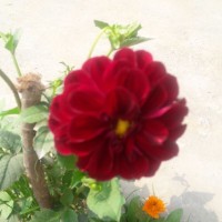Saba Aslam