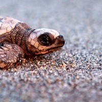 matthew turtle