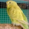 Diego Co