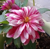 Sabrina P
