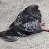 Pigeon Pigeon