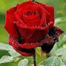 Imran Raza