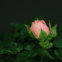 Lori Matson