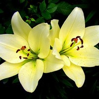 Sujatha Challa
