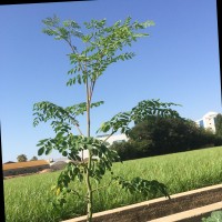 Francisco José García Mares