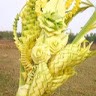 Siba Sainya
