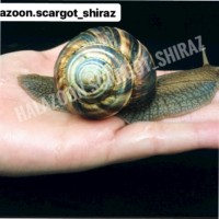 halazoon scargot