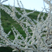 Amalio Mejido