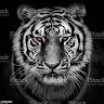 Tiger Gaming