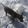 Aussie Portillo