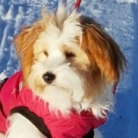 Thomas Vonheim Nikolaisen