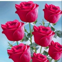 Anis Baig