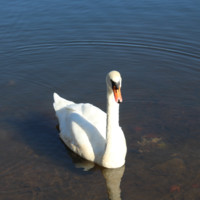 Geoff Swan