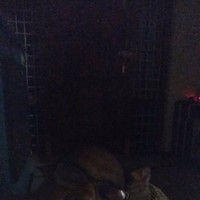 Rajesham Bala
