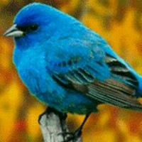 اسکندر خان خان