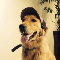 Buster The Good Boy