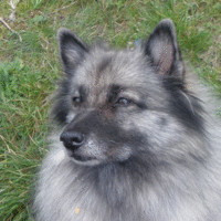 Cor Velthuis