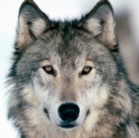 Lupo Canis