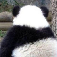 Lulu Hu