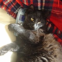 Milo Cat Face