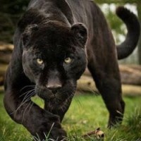 S M Tiger