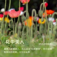 杨天宏