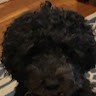 Peter Bernardino
