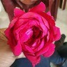 अNiಲ್ Srigiri