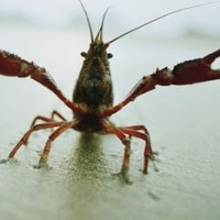 Lizard/Lobster Gaming