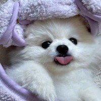 李浴桔
