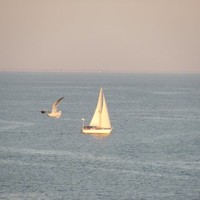 Craig J Brown  MD FACS