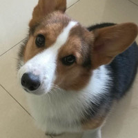 谢正轩