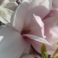 Urszula stachyra-suszek