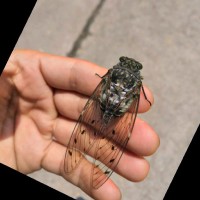 张啟刚