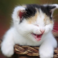 Mimie Ida