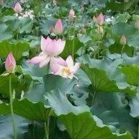 李志祥