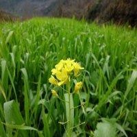 鲁光明