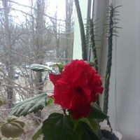 Саша Борзов