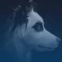 Silvio Welovedogs